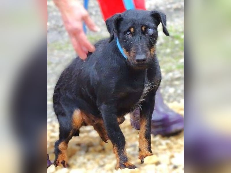 TARA ist eine ganz liebe Hündin