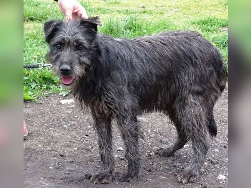 RONNIE fürchtet um sein Leben