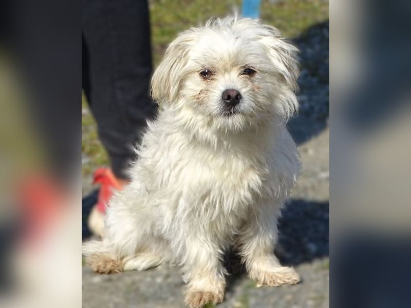 MIMMI die kleine hat große Angst