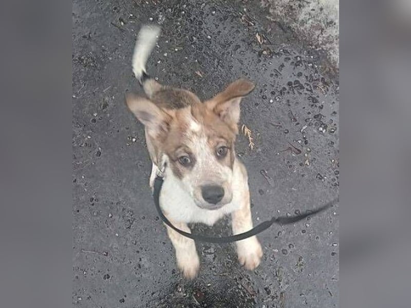 HUGO wurde allein zurück gelassen