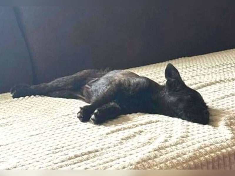 LILI - kleines Hundekind auf der Suche nach dem großen Glück