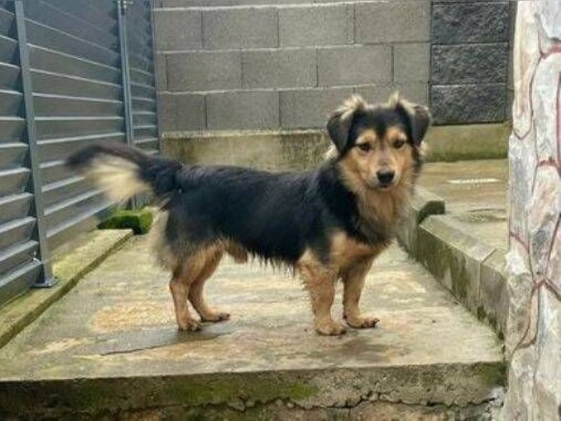 JEREMIAH wurde herzlos ausgesetzt