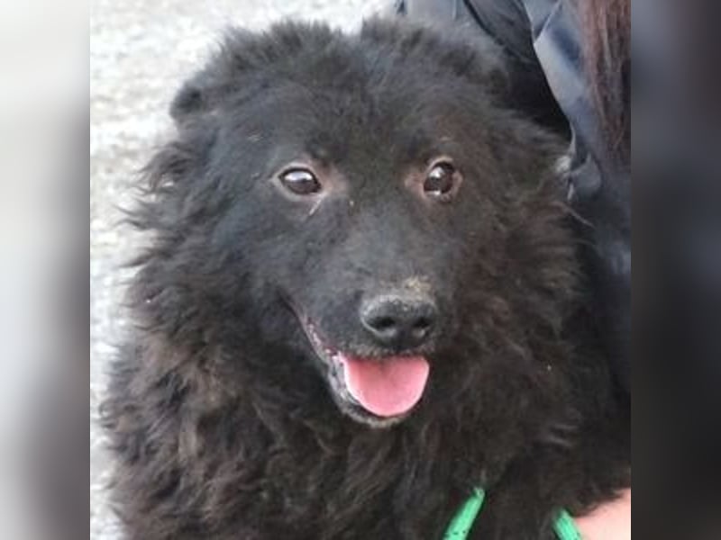 BLACKY 3 ist ein Goldschatz