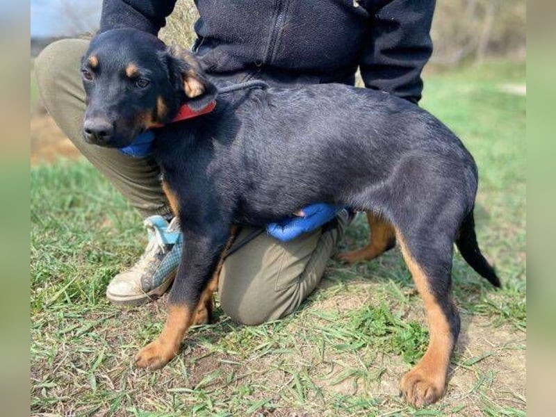 HANK braucht ein Chance