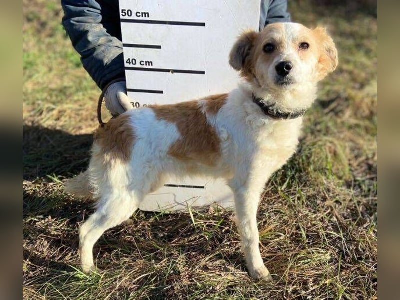 ALEXA sucht nach Liebe 