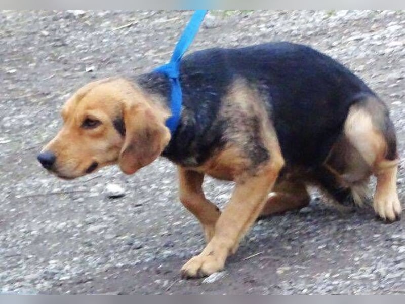 NICKY sitzt in der Tötung,  wir wollen um sie kämpfen