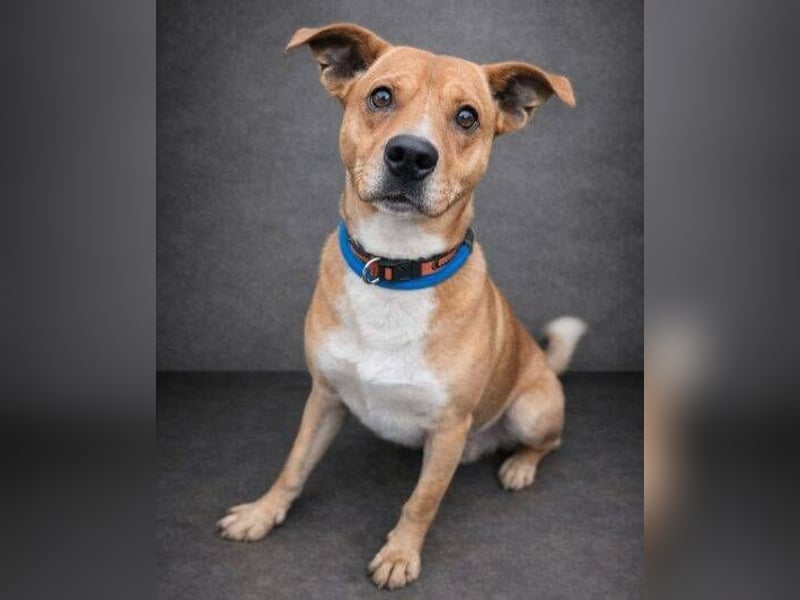 WINSTON ist ein herziger Kerl