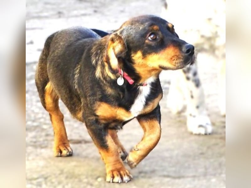 BOOGIE braucht Lebensretter