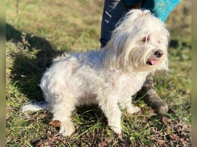 PEGGY 2 kleines Wuschelchen