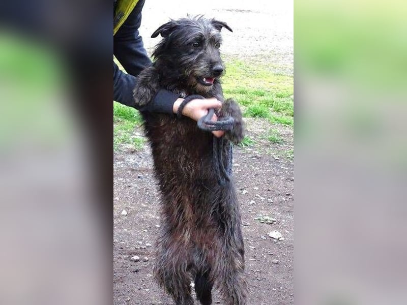 RONNIE fürchtet um sein Leben