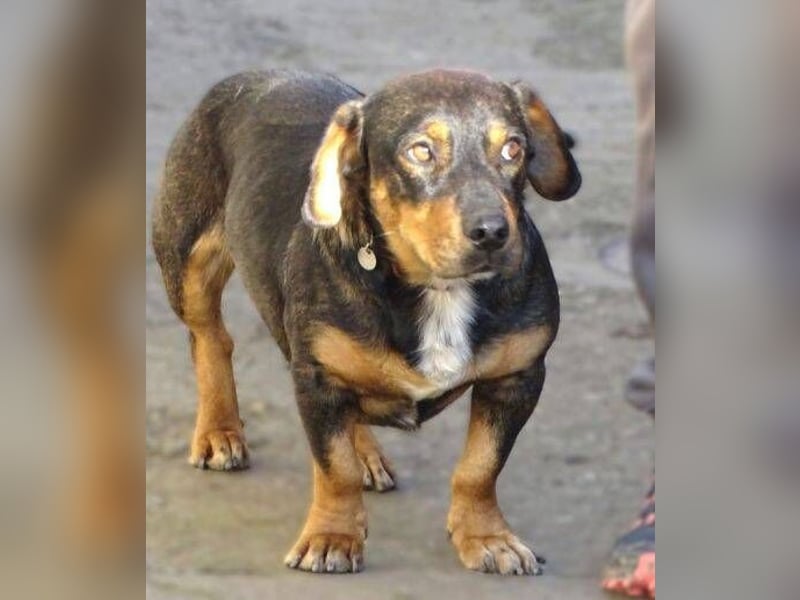 BOOGIE braucht Lebensretter