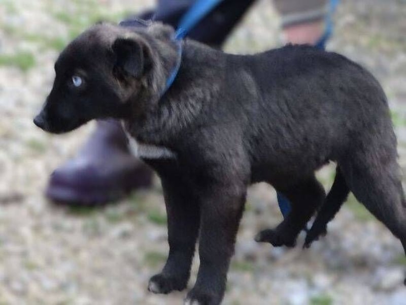 DONNA kleines Hundekind sucht Zuhause