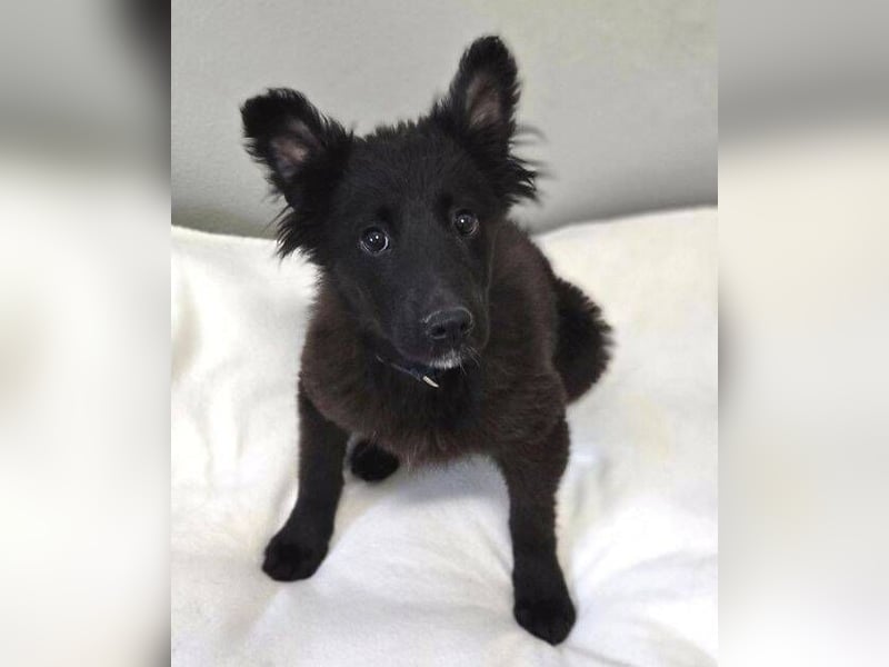 KATE ist ein zuckersüßes Plüschnäschen