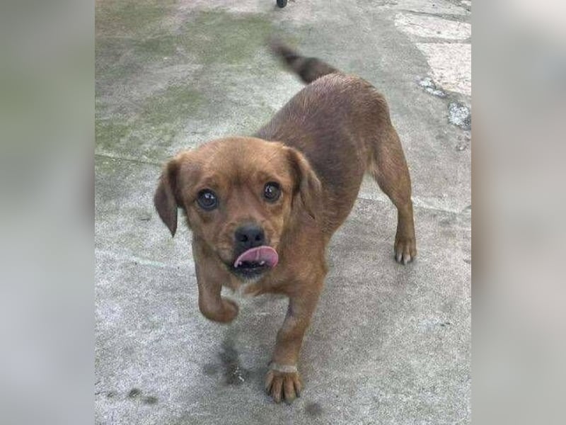 ELLIE ,winziges Hündchen braucht Hilfe