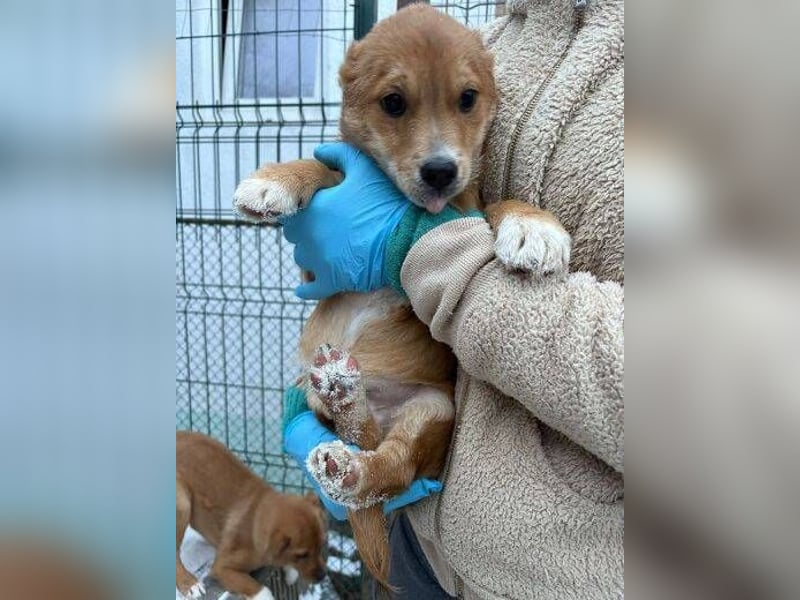 ANGELO braucht ein warmes Körbchen