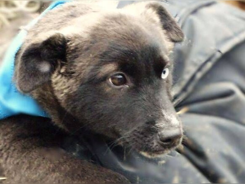 DONNA kleines Hundekind sucht Zuhause