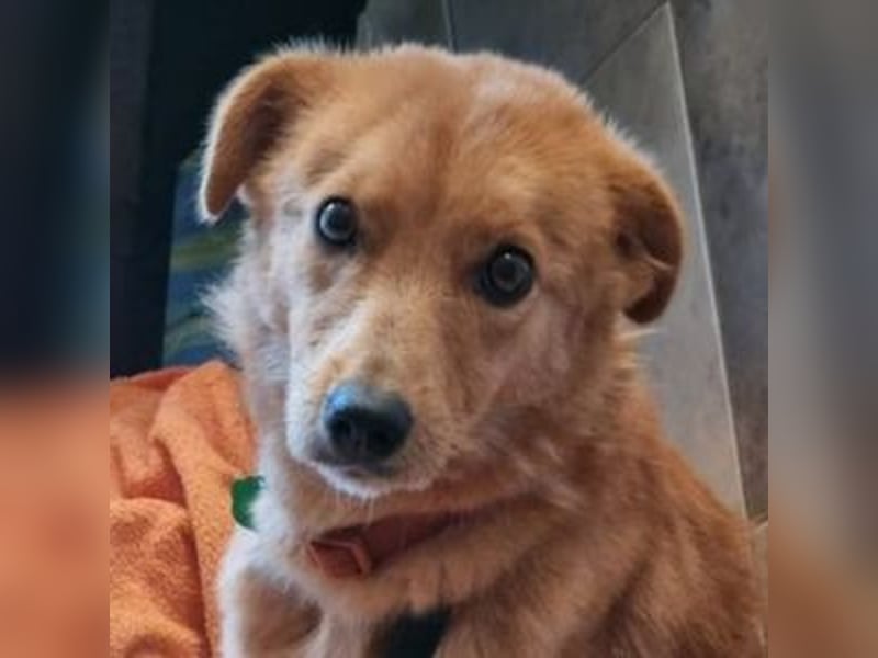 MEGGY ist zuckersüß