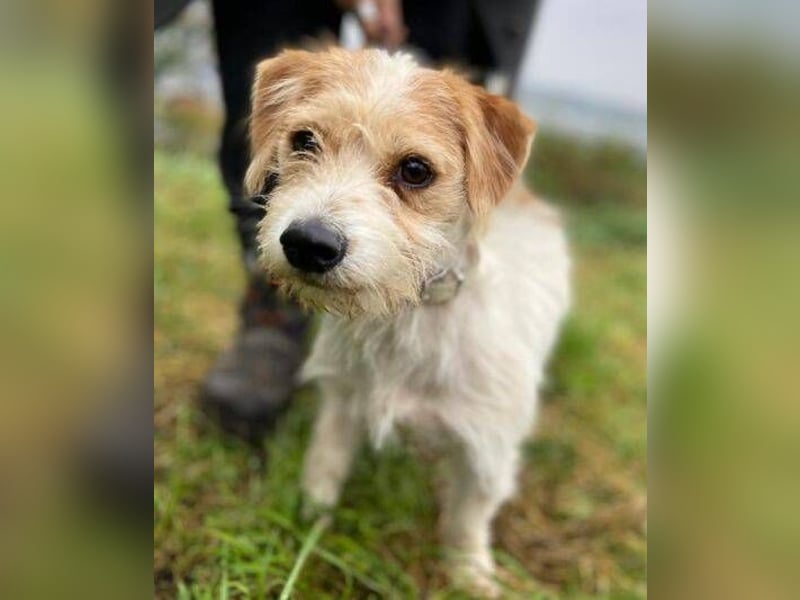 JOEY 2 wünscht sich sehnlichst ein Zuhause JOEY 2 wünscht sich sehnlichst ein Zuhause