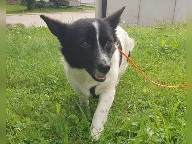 HOSHI hofft auf ein liebevolles Zuhause