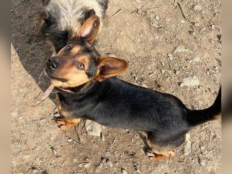 EMILY hatte ein entbehrungsreiches Leben