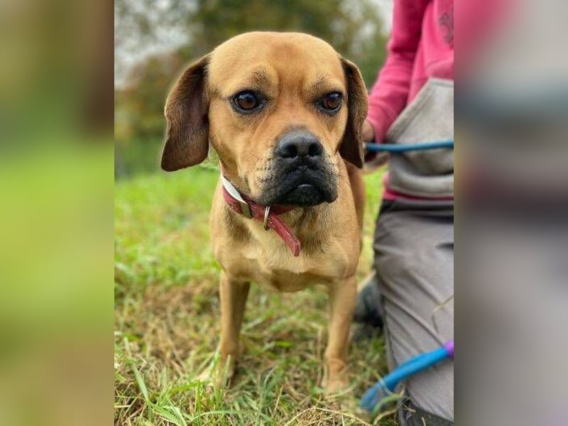 ROCCO irrte hungrig umher ROCCO irrte hungrig umher