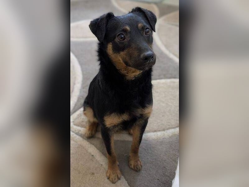 LINO  ist ein ganz besonders lieber Junge