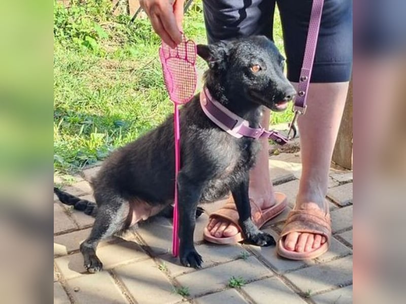 KALA