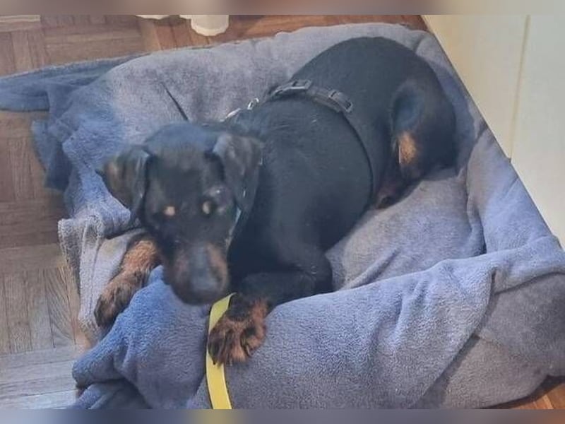 TARA ist eine ganz liebe Hündin