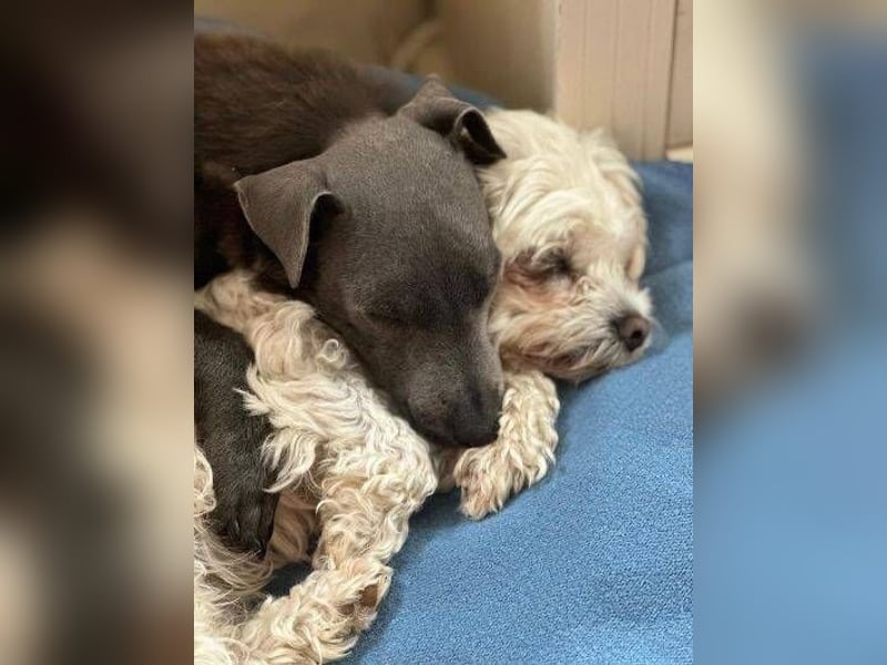 CONNIE ein Hundekind sucht seine Menschen