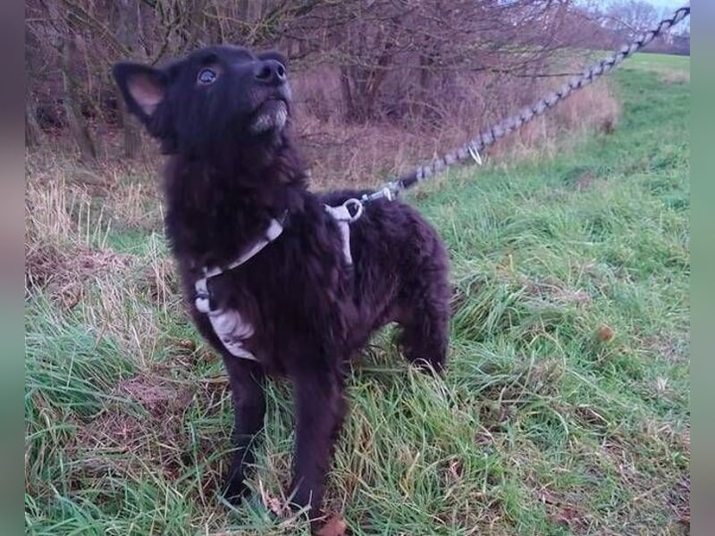 BLACKY 3 ist ein Goldschatz