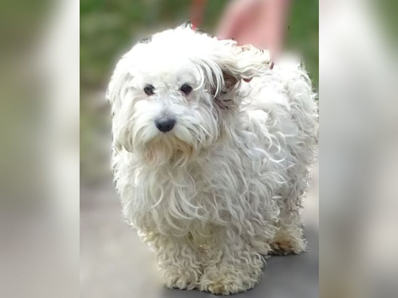 Theo, kleiner Kerl in großer Gefahr