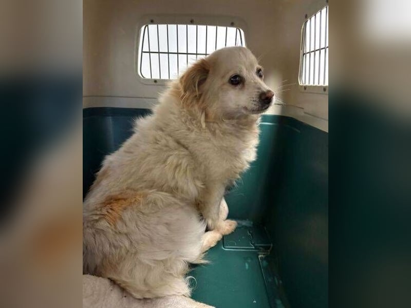 TALVI wer rettet die kleine Hundedame?