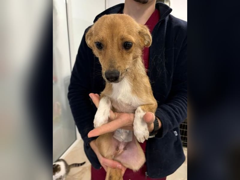 CINDY musste sich ohne Hilfe durchschlagen