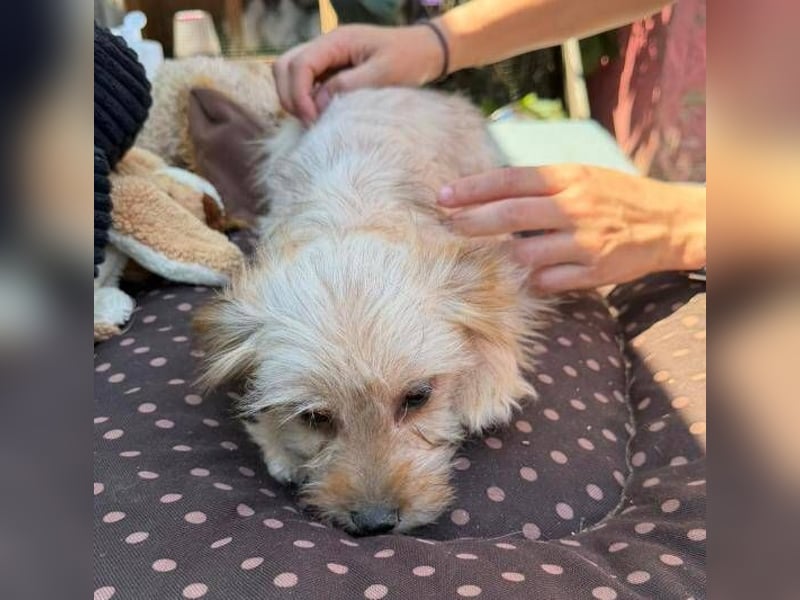 CARLOTTA , kleines Hundemädchen sucht das Glück