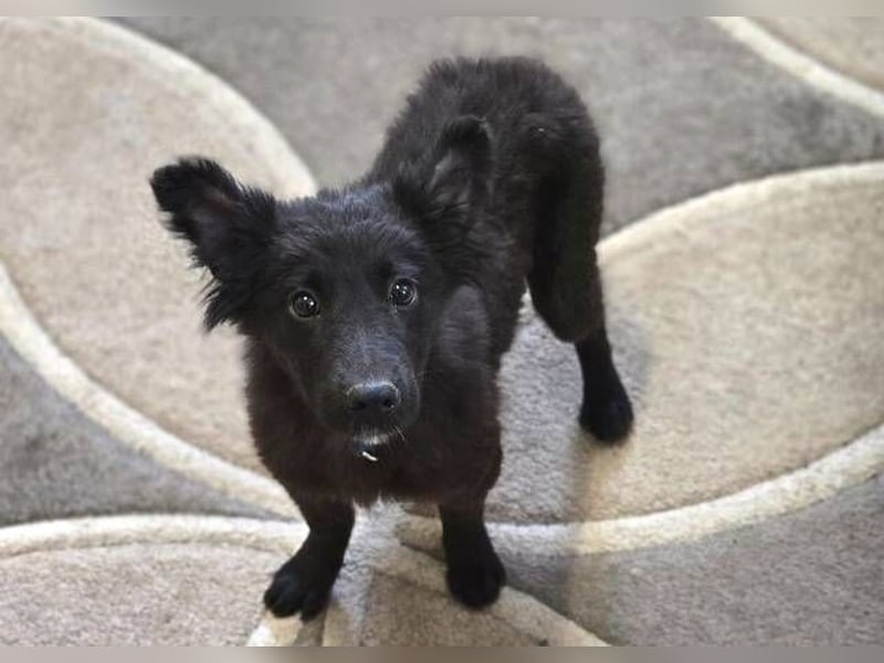 KATE ist ein zuckersüßes Plüschnäschen