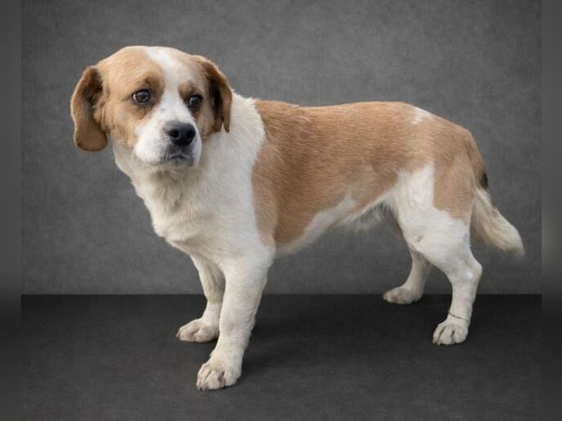 BODRI ist eine ganz sanfte Seele