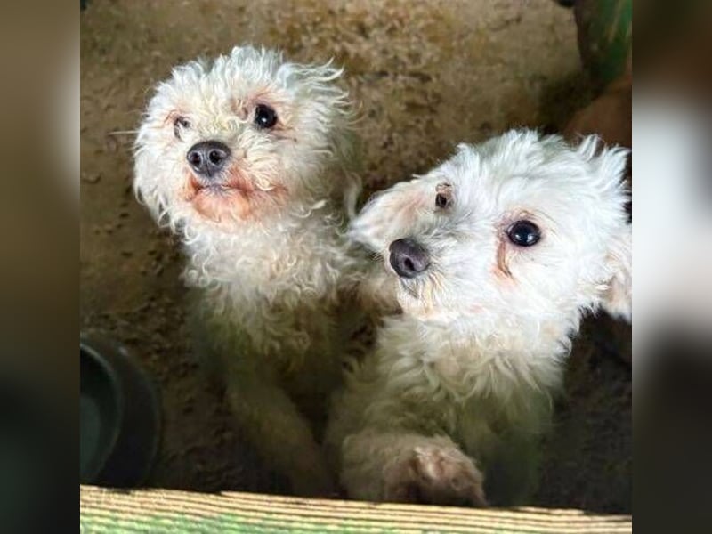 SNOW wurde herzlos entsorgt