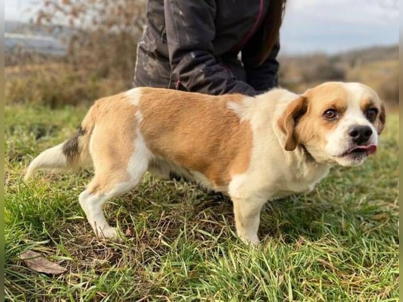 BODRI ist eine ganz sanfte Seele