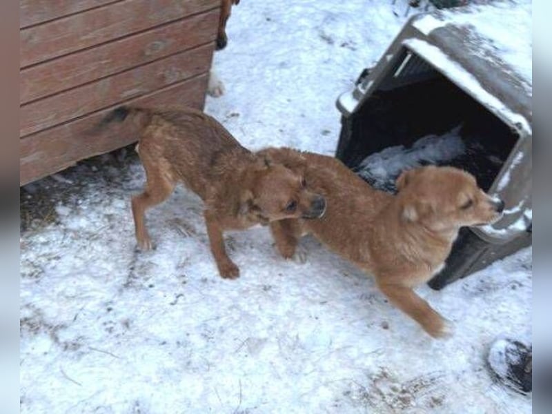 ANGELO braucht ein warmes Körbchen