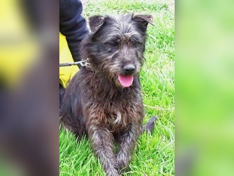 RONNIE fürchtet um sein Leben