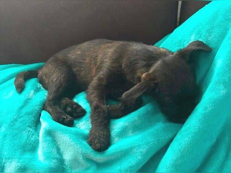 LILI - kleines Hundekind auf der Suche nach dem großen Glück