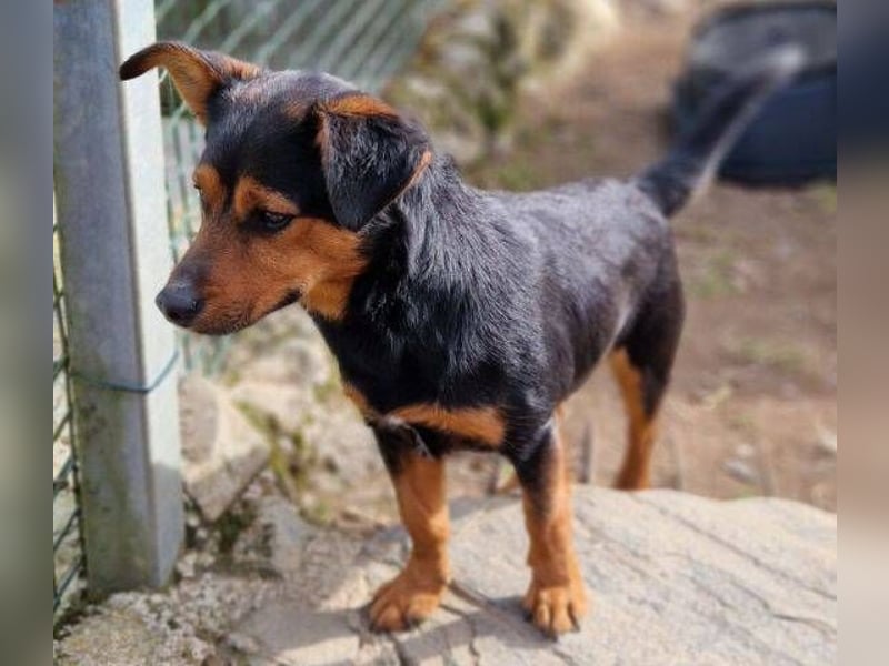 FLOCKY ist der Liebling aller