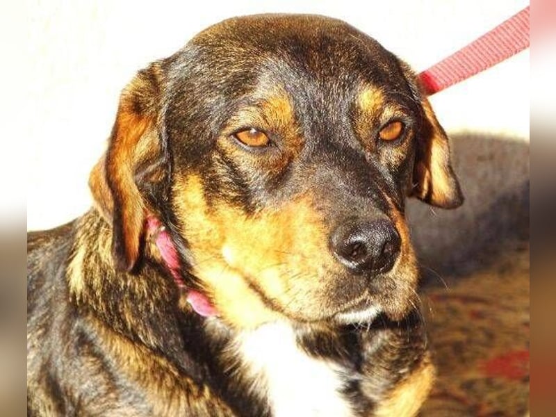 BOOGIE braucht Lebensretter