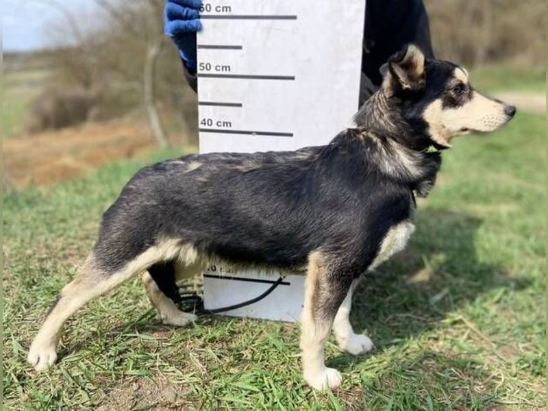 KEVIN wäre gerne dein Freund