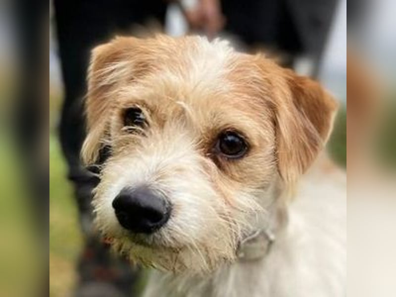 JOEY 2 wünscht sich sehnlichst ein Zuhause JOEY 2 wünscht sich sehnlichst ein Zuhause