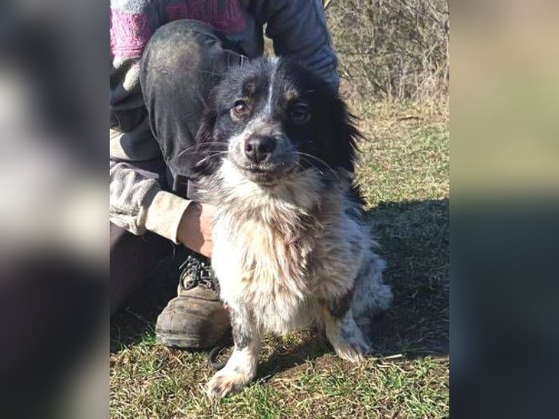 FLIPPERKA braucht ein liebevolles Zuhause