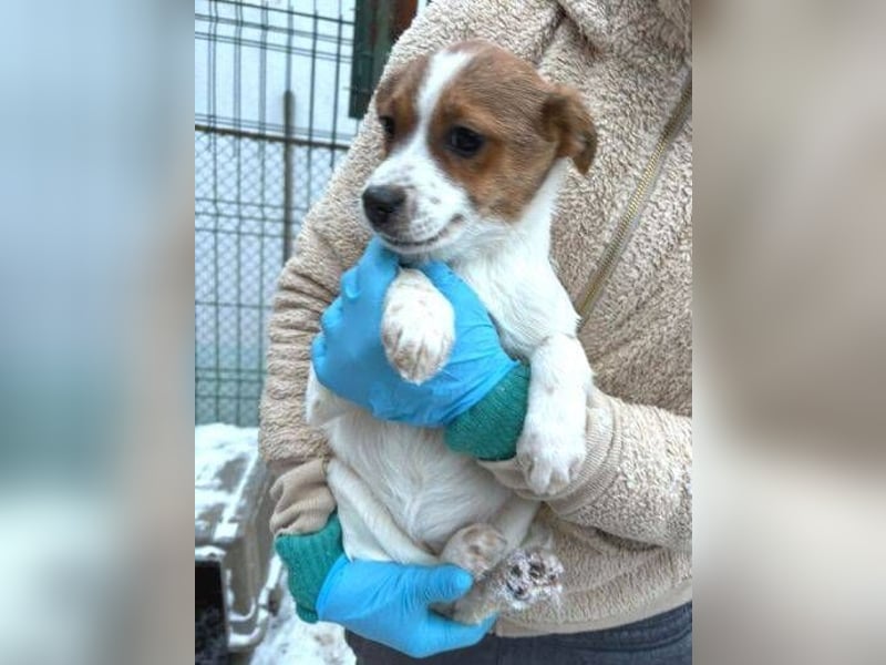 ANGEL,  kleines Hundekind braucht Wärme