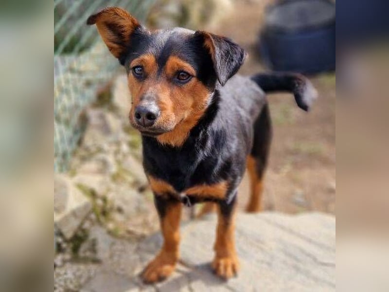 FLOCKY ist der Liebling aller