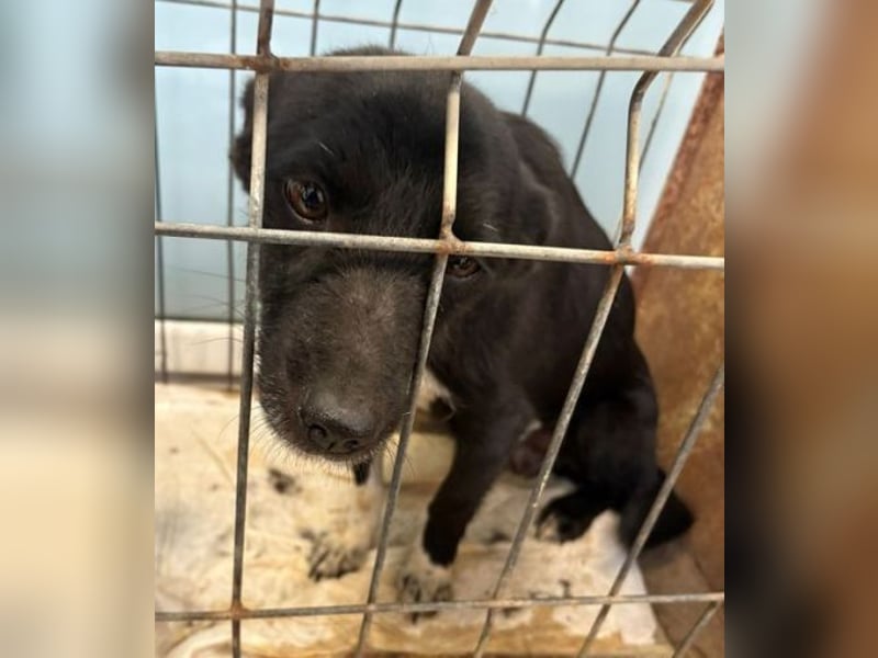 PAMINA bettelt um Hilfe