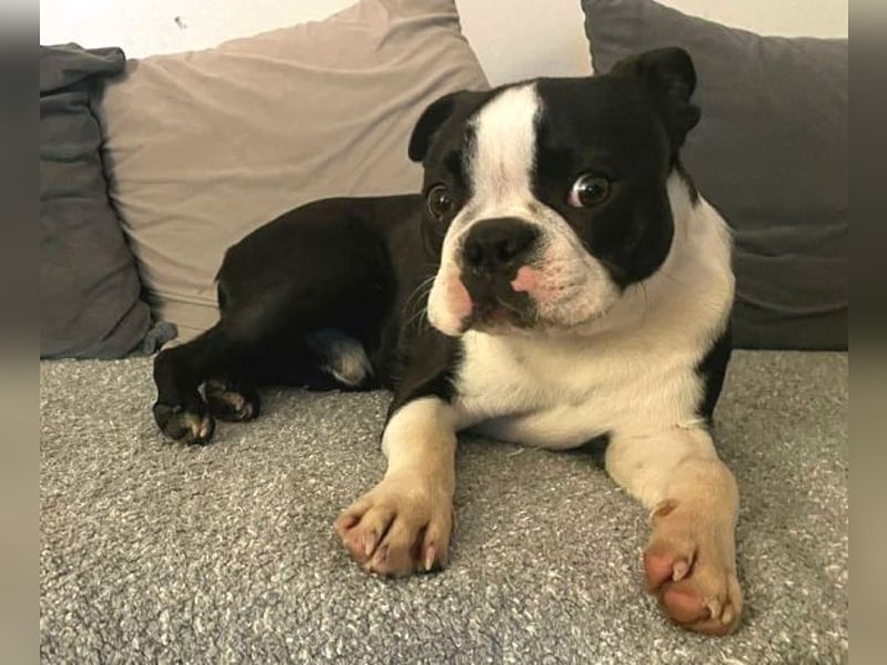 BINGO irrte einsam und verlassen umher